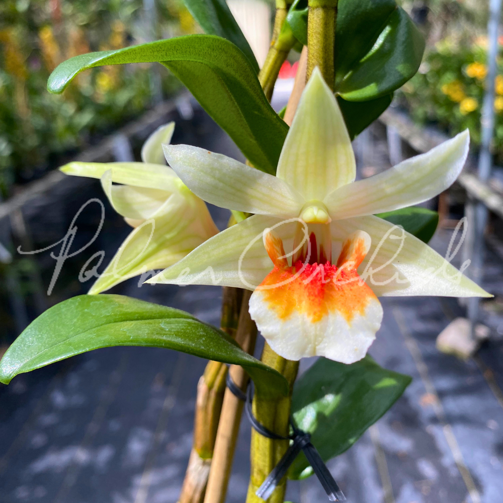 Den. QF Makani — Palmer Orchids